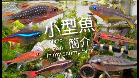 水族箱魚種